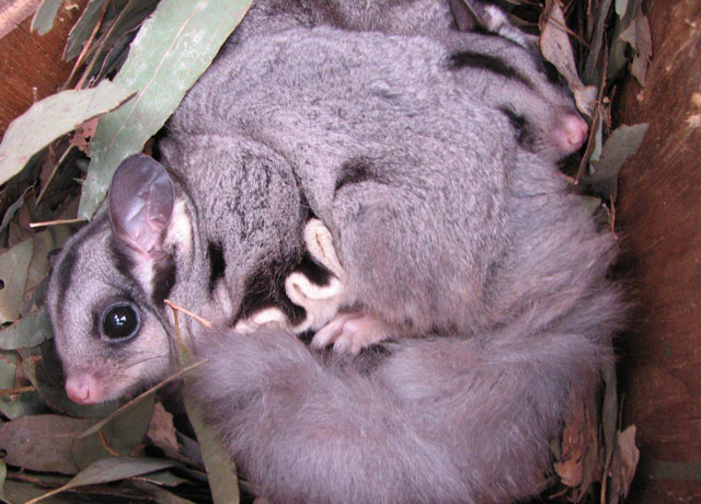 sugar glider family snuggles together in theirnestbox